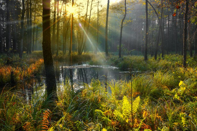 mazury